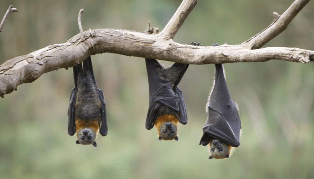 لماذا وكيف تنقل الخفافيش العدوى بفيروسات كورونا الى الانسان؟